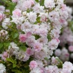 Pruning roses – the Sissinghurst method