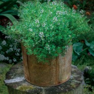 Lemon thyme is at its best in tight spaces