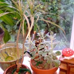 Create a Simple Houseplant Wicking System